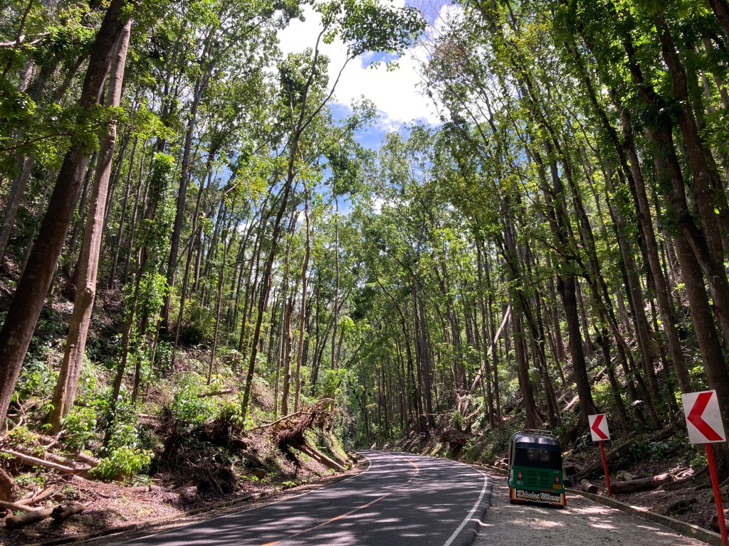 Bilar Man-made forest